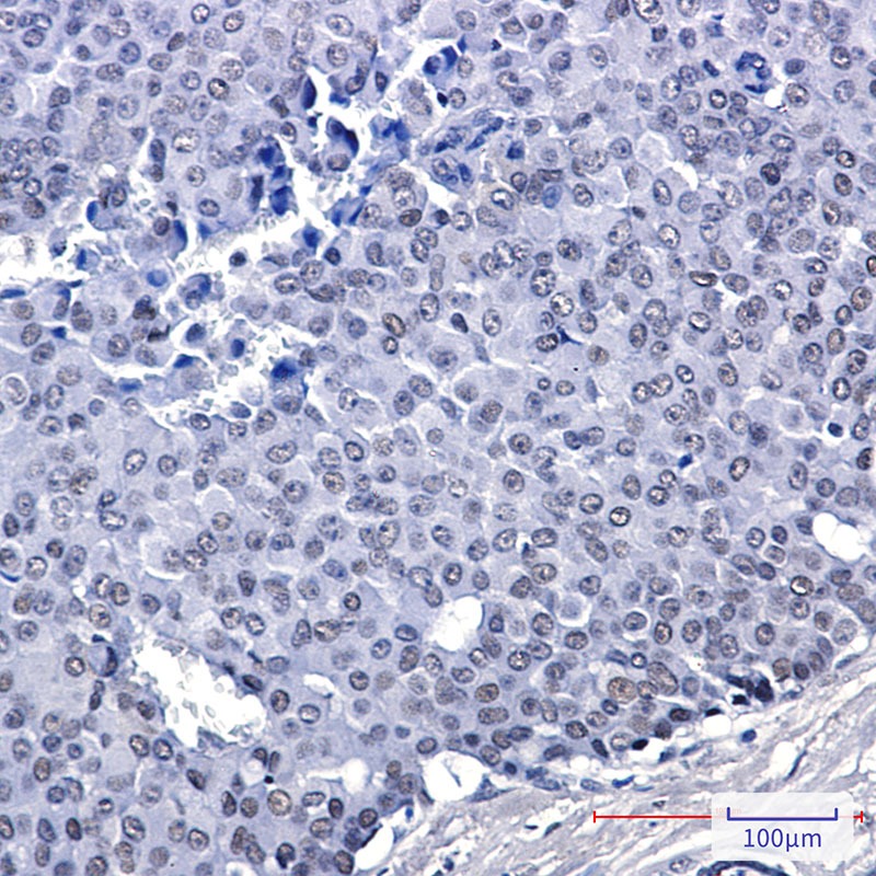 FAM50A Rabbit mAb