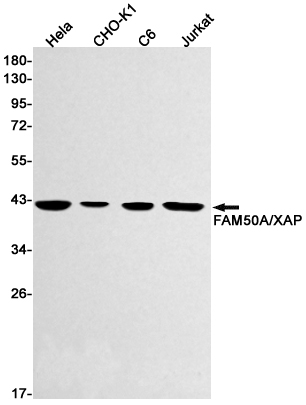 FAM50A Rabbit mAb