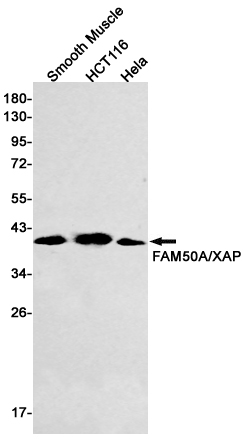 FAM50A Rabbit mAb