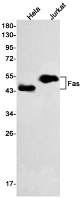 Fas Rabbit mAb