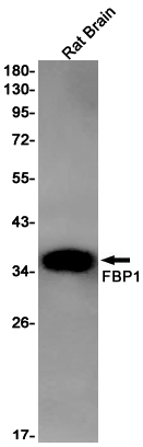 FBP1 Rabbit mAb