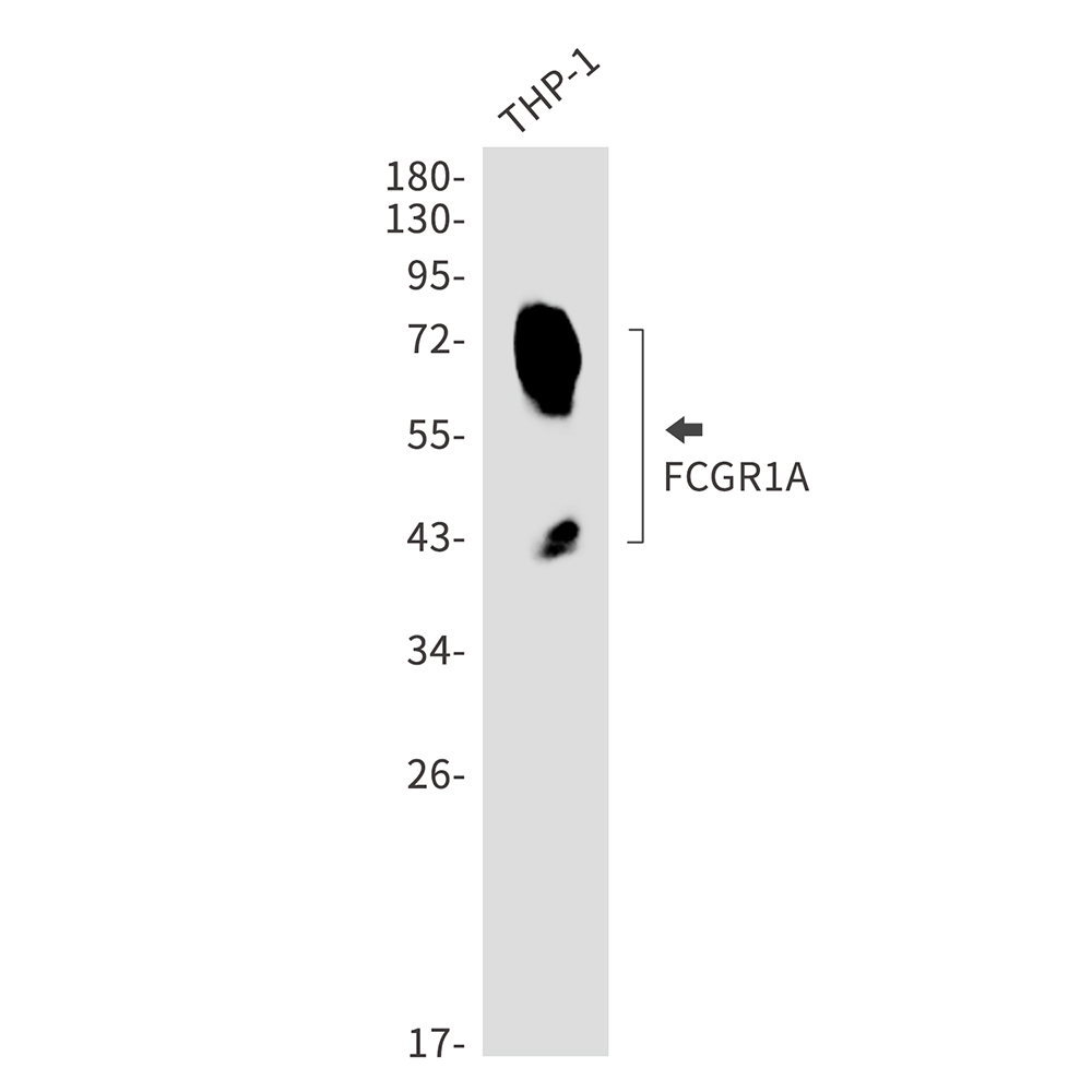 FCGR1A Rabbit mAb