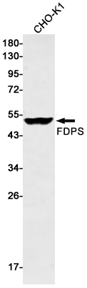 FDPS Rabbit mAb