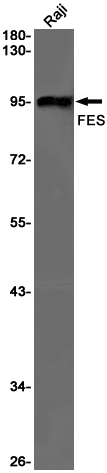 FES Rabbit mAb