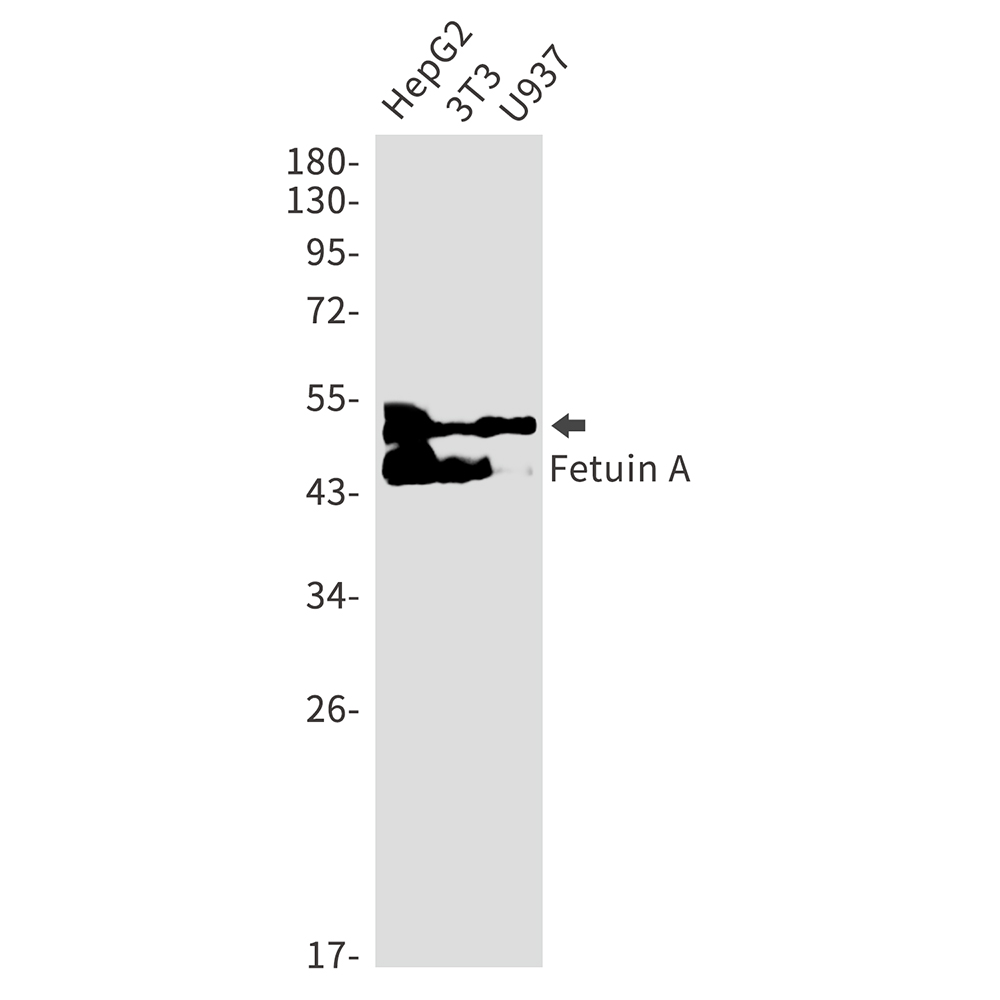 Fetuin A Rabbit mAb