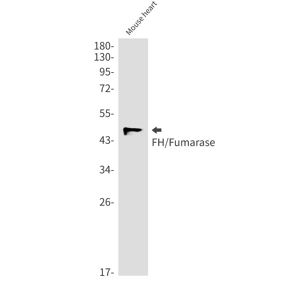 FH Rabbit mAb