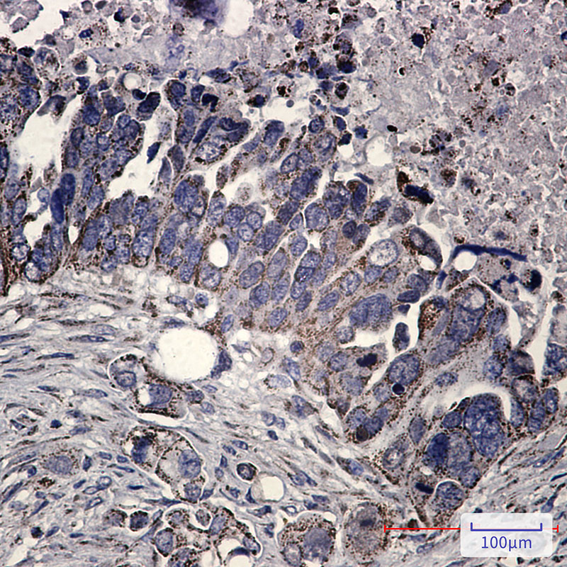 FH Rabbit mAb