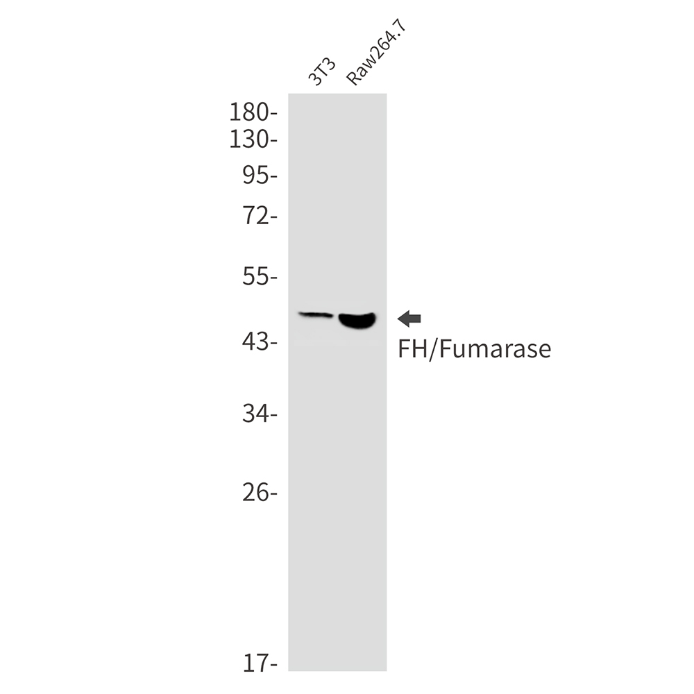 FH Rabbit mAb