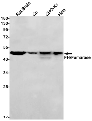 FH Rabbit mAb