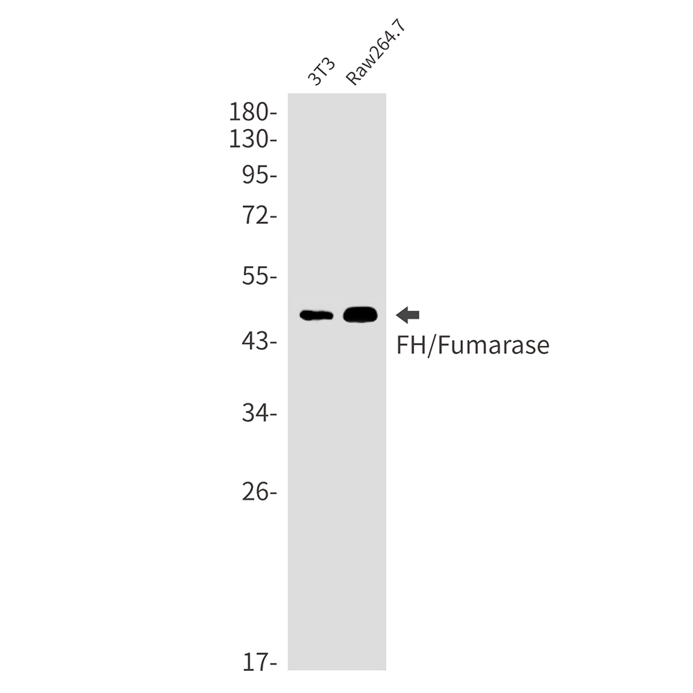 FH Rabbit mAb