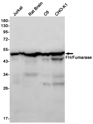 FH Rabbit mAb