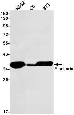 Fibrillarin Rabbit mAb