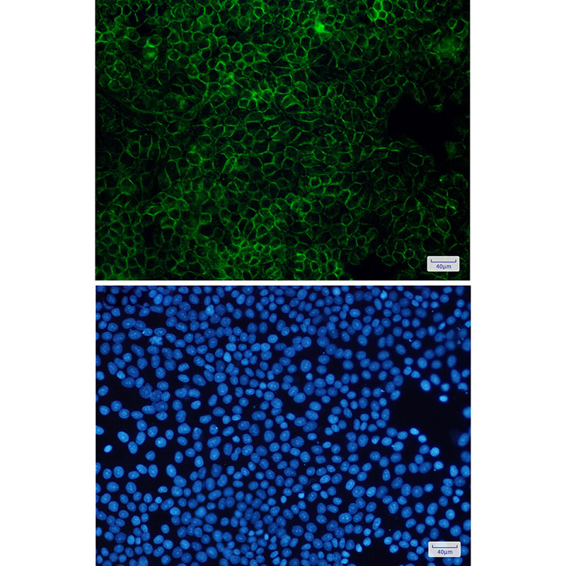 Flotillin 1 Rabbit mAb