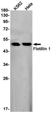 Flotillin 1 Rabbit mAb