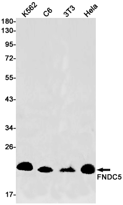 FNDC5 Rabbit mAb