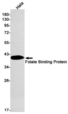 Folate Binding Protein Rabbit mAb