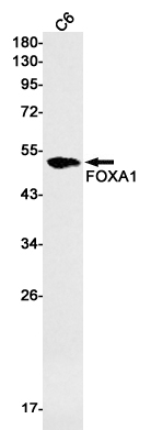 FOXA1 Rabbit mAb