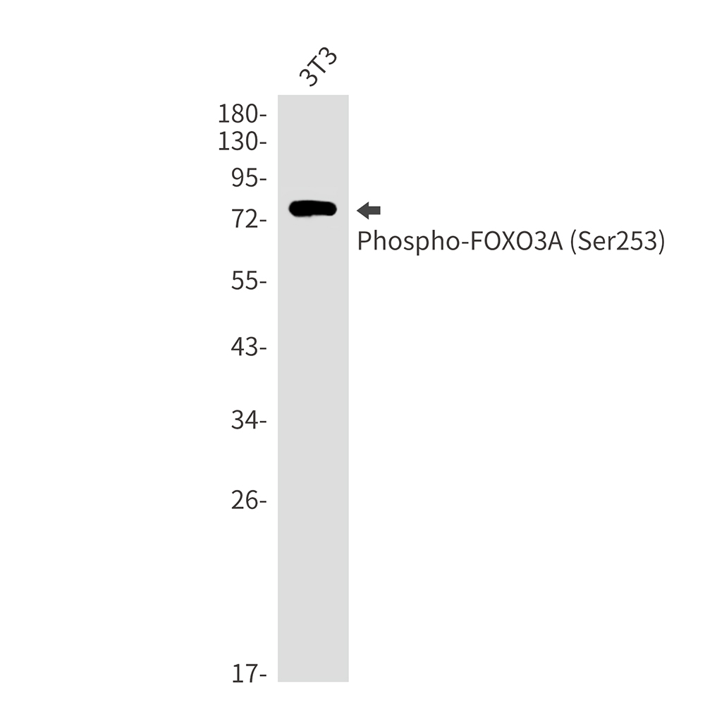 Phospho-FOXO3A (Ser253) Rabbit mAb