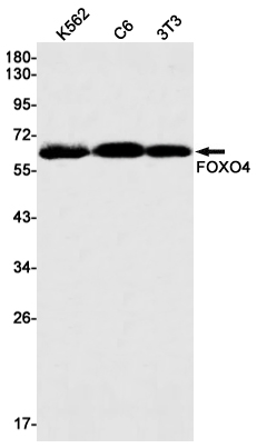 FOXO4 Rabbit mAb