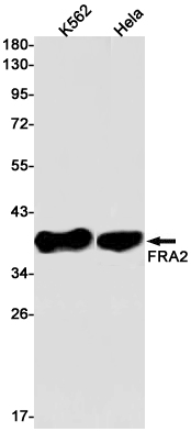 FRA2 Rabbit mAb