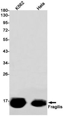 Fragilis Rabbit mAb