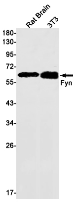 FYN Rabbit mAb