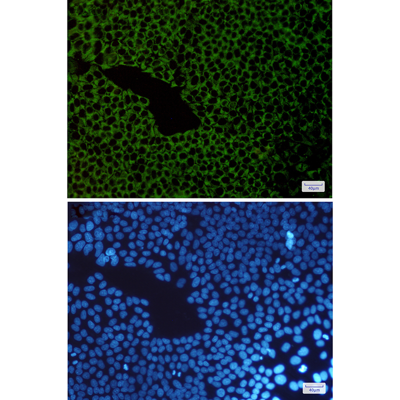 G3BP Rabbit mAb