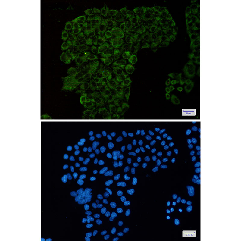 G3BP Rabbit mAb