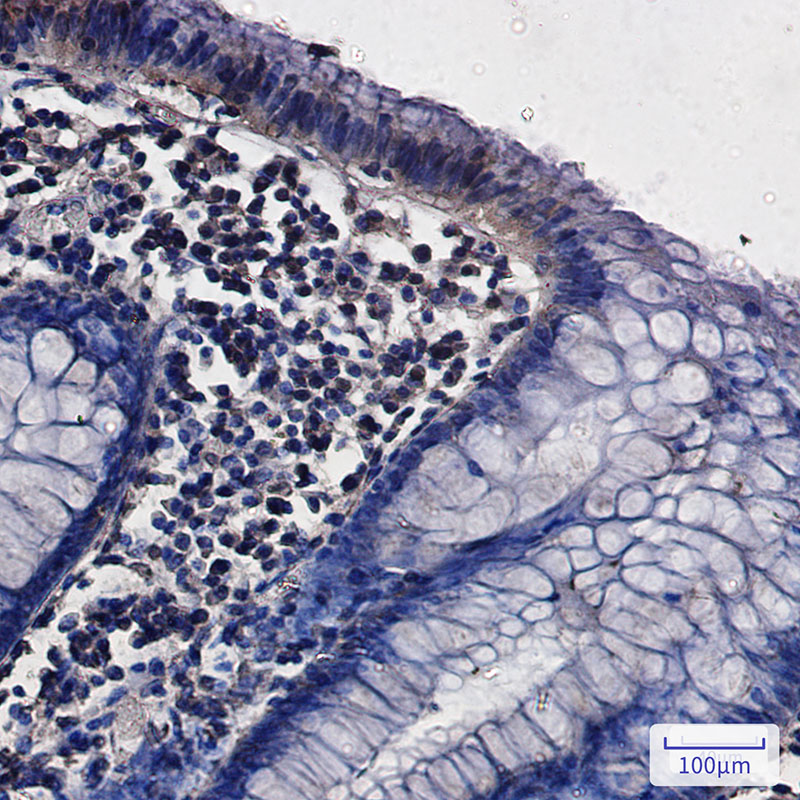 G3BP Rabbit mAb