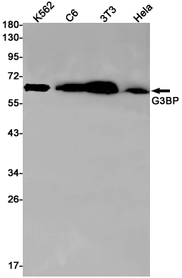 G3BP Rabbit mAb