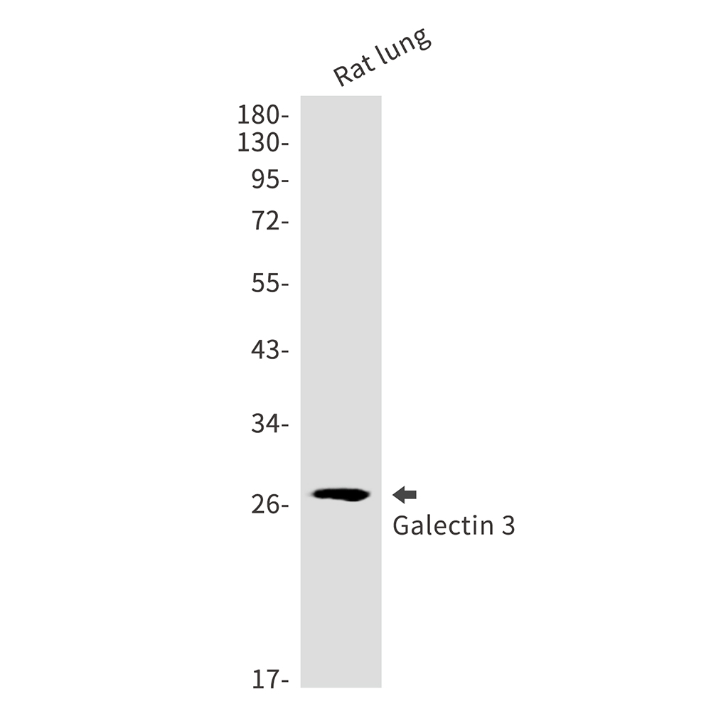 Galectin 3 Rabbit mAb