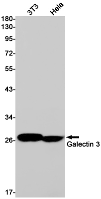 Galectin 3 Rabbit mAb