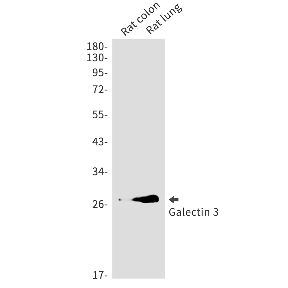 Galectin 3 Rabbit mAb