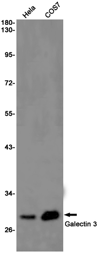 Galectin 3 Rabbit mAb