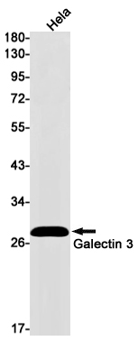 Galectin 3 Rabbit mAb