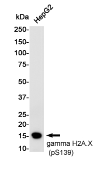 Phospho-Histone H2A.X (Ser139) Rabbit mAb