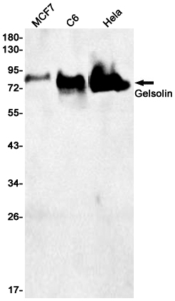 Gelsolin Rabbit mAb