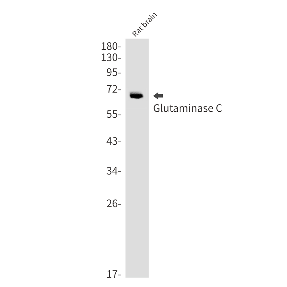 Glutaminase Rabbit mAb