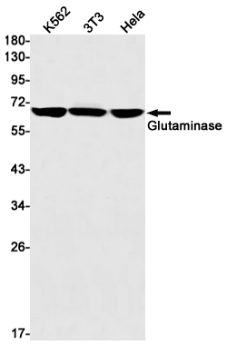 Glutaminase Rabbit mAb