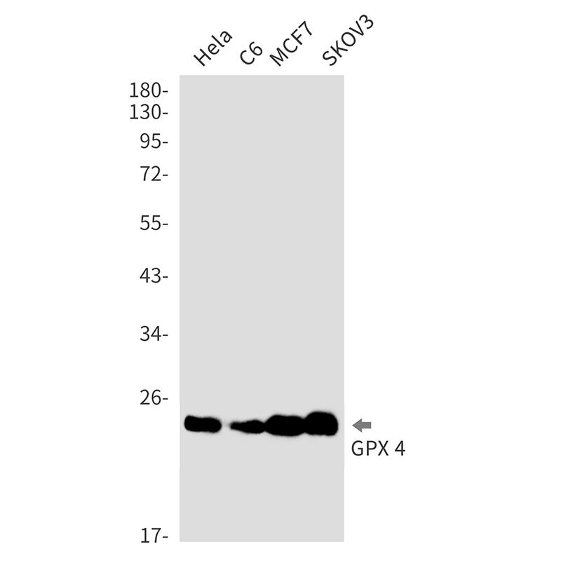 Glutathione Peroxidase 4 Rabbit mAb