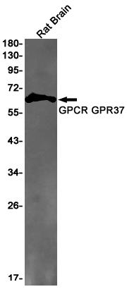 GPR37 Rabbit mAb