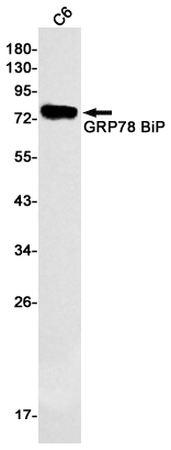 GRP78 BiP Rabbit mAb