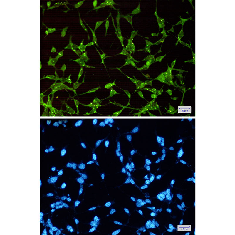 GSK3 alpha Rabbit mAb