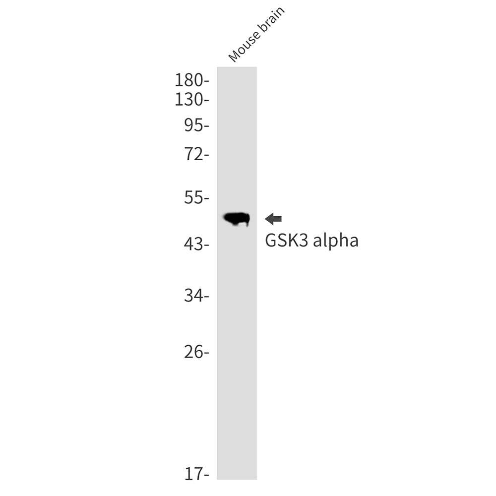 GSK3 alpha Rabbit mAb