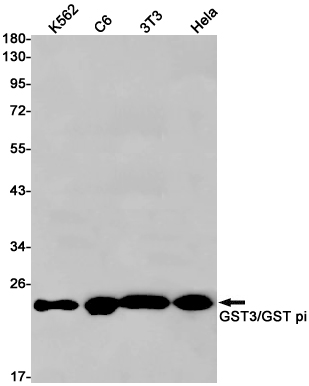 GST3 Rabbit mAb