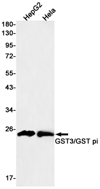 GST3 Rabbit mAb