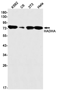 HADHA Rabbit mAb