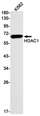 HDAC1 Rabbit mAb