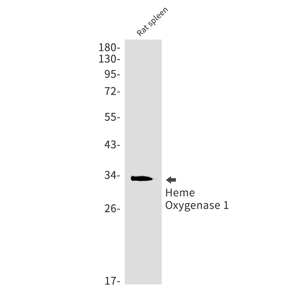 Heme Oxygenase 1 Rabbit mAb