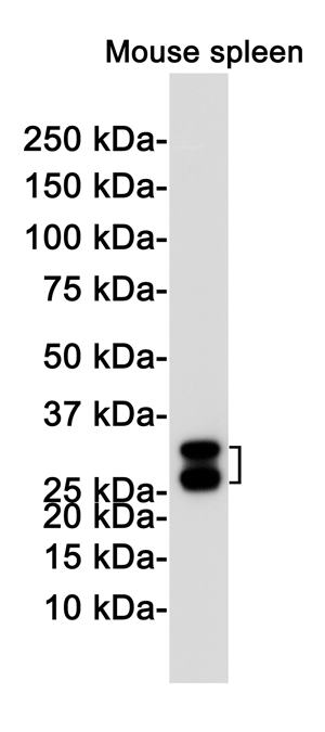 Heme Oxygenase 1 Rabbit mAb